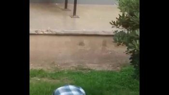 Хрупкий березовый листок